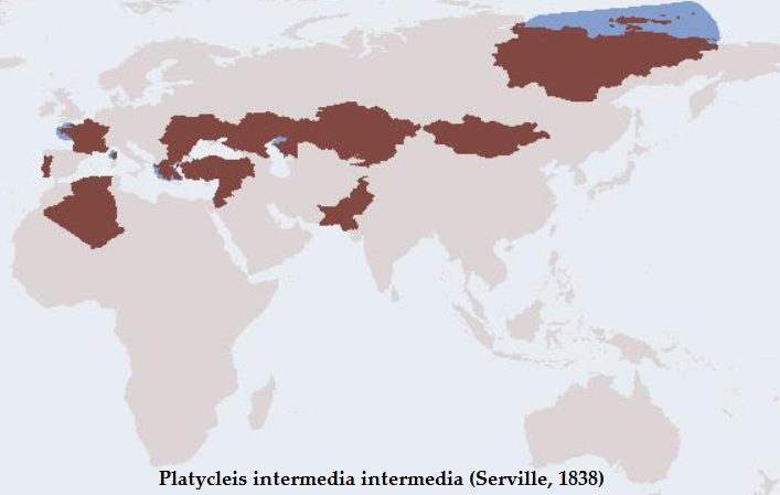 Distribuzione di Platycleis i. intermedia